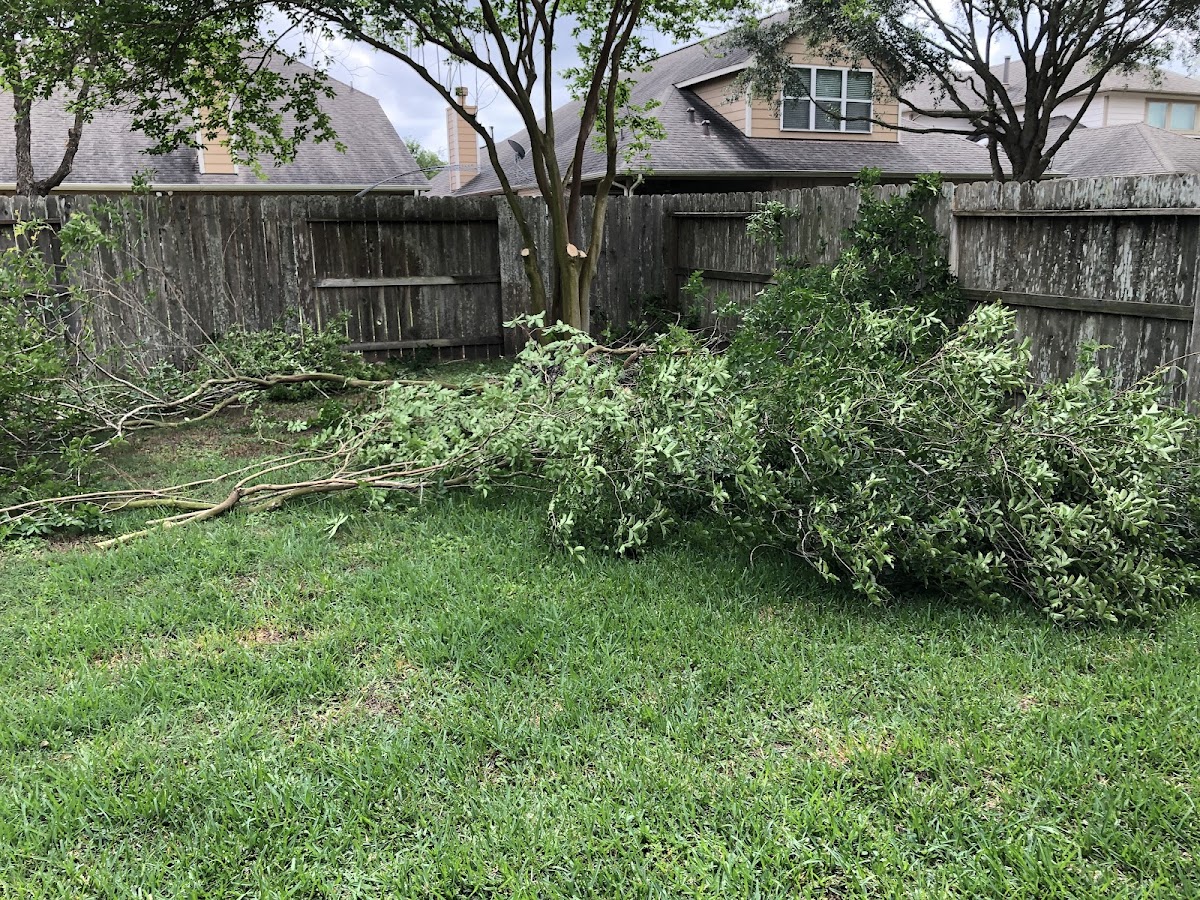 Cut branches ready for cleanup after a Katy tree job