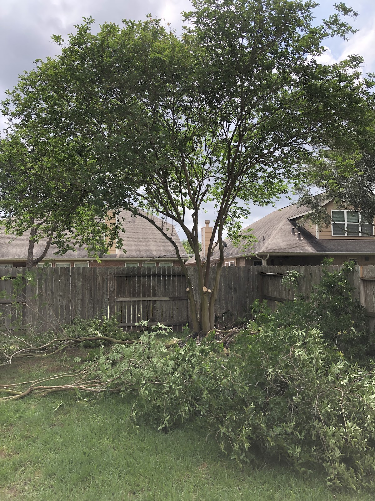 Tree removal in progress in a Katy backyard