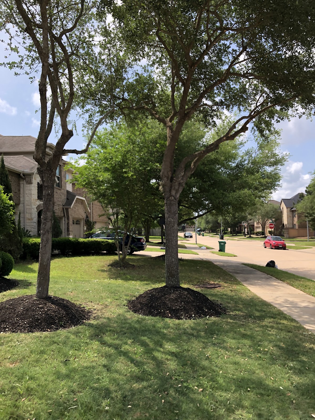 Beautifully trimmed trees in a Katy neighborhood