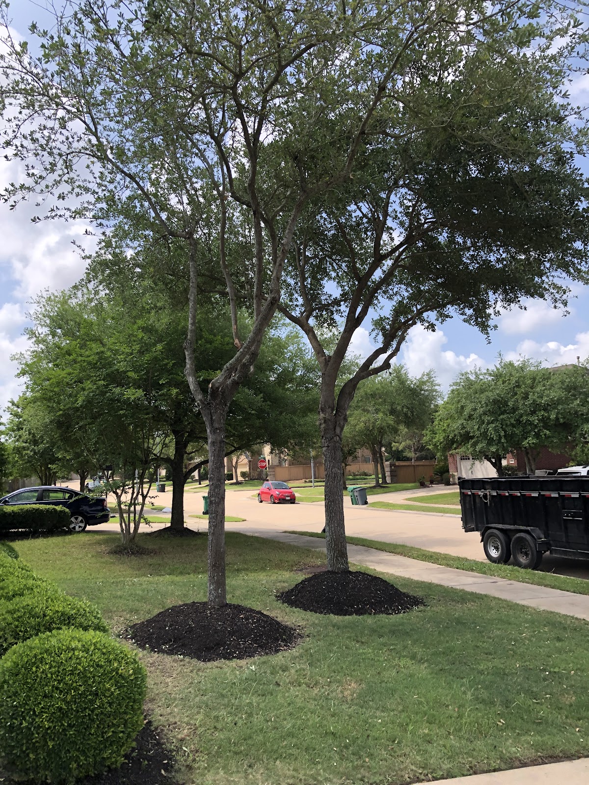 Trees maintained with fresh mulch rings
