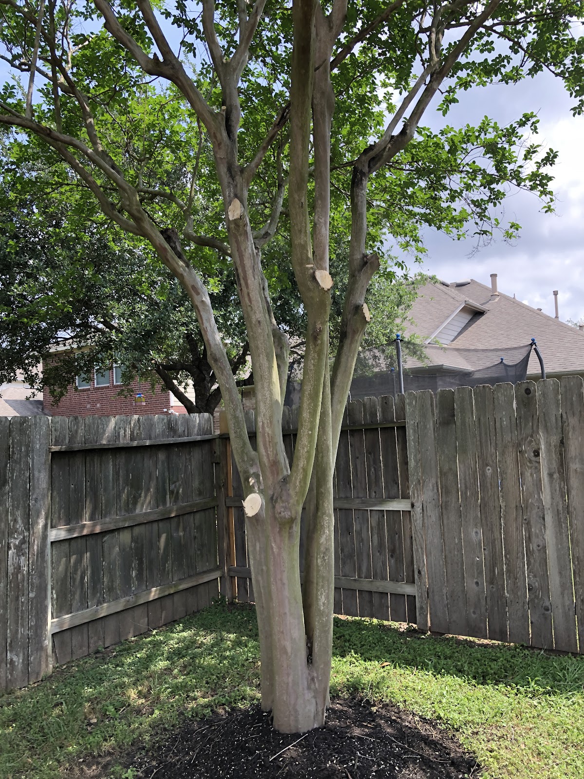 Freshly trimmed crape myrtle tree